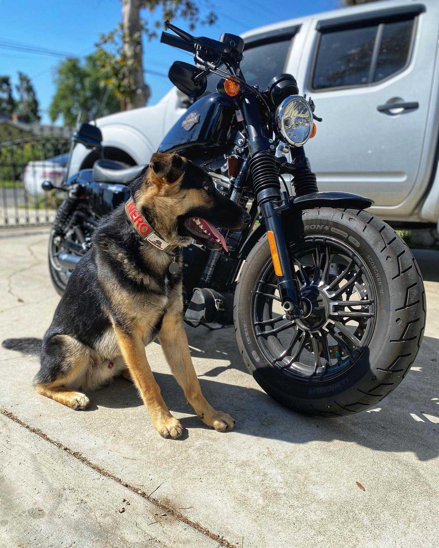 Nero w/ Harley Davidson Sportster 48